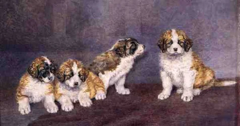 Conseil de Chiots