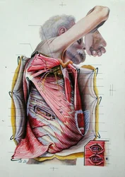 Dissection de la face latérale droite du thorax, d
