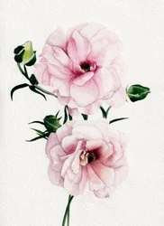 Fleurs aux tons rose aquarelle