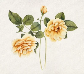 Roses jaunes pâles