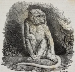 Singe albinos au Jardin des Plantes, jardin botanique de Paris, France, lithographie de Salvatore Puglia de Poliorama Pittoresco, n 23, 14 janvier