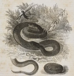 Variété noire de vipère commune, queue et petite vipère enroulée sur elle-même comme dans le ventre de sa mère, lithographie de Salvatore Puglia tirée de Poliorama Pittoresco, no 27, 8 février