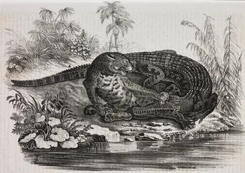 Caïman et jaguar, lithographie de Salvatore Puglia de Poliorama Pittoresco, n 16, 25 novembre