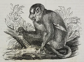 Singe nocturne douroucoulis (Aotus trivirgatus)