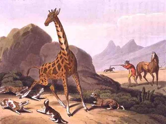 La chasse au caméléopard (gravure)