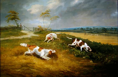 Chasseur et chiens à couvert