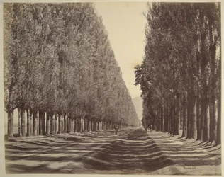 Une route bordée de peupliers, Cachemire
