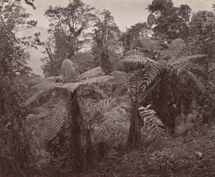 Darjeeling, groupe de fougères arborescentes à Lebong
