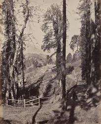 Murree. Une station de montagne dans l’Himalaya, vue à travers la forêt