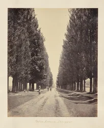 Srinagar; avenue des peupliers, vue depuis l