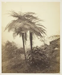 La Fougère Arborescente, Photo Primée