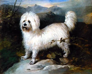 Petit chien blanc dans un paysage