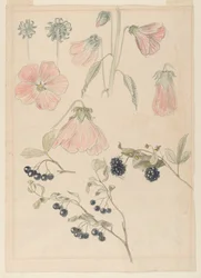 Études de détails botaniques : Roses trémières, myrtilles et mûres