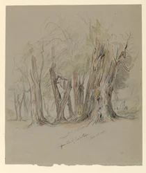 Cypress de Chapultepec, Mexique