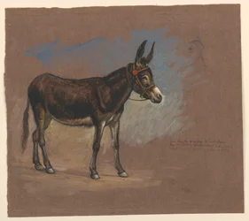 Dessin, étude. Un mulet, 1872-75