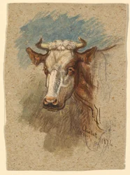 Tête de vache, Étretat