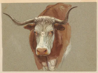 Tête de vache ou de bœuf