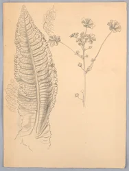 Études de feuilles