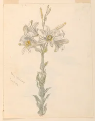 Lys, Stockbridge