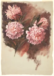 Pivoines rouges