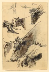 Croquis de bétail, Irvington