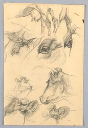 Études de vaches