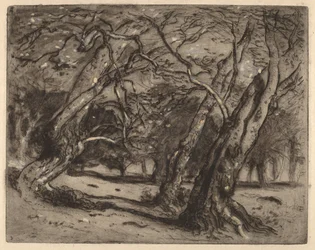 Sans titre (Paysage boisé)