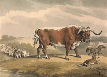 Un taureau et un lapin