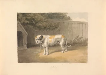 Un bouledogue