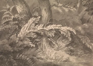 Un lièvre au bord du bois