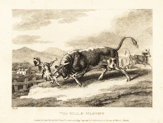 Un taureau encorne un chien à mort dans un champ. 1811 (eau-forte)