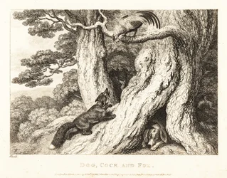 Un coq dans un arbre déjoue la ruse d