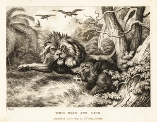 Un lion et un sanglier sauvage se battent tandis que des vautours tournent au-dessus. 1811