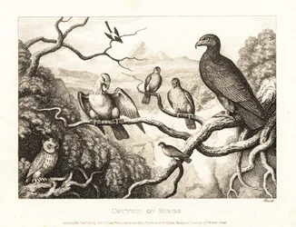 Un aigle préside un tribunal d