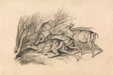 Cerfs devant un fourré