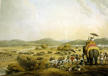 Conduite des éléphants dans un Keddah