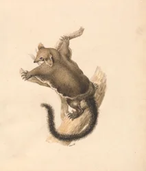 Écureuil volant