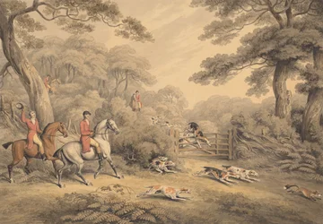 Chasse au renard : sortie du couvert