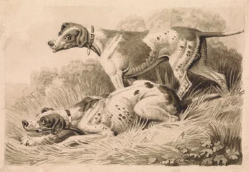 Chiens de chasse