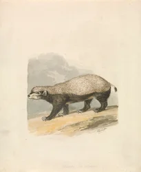 Ratel