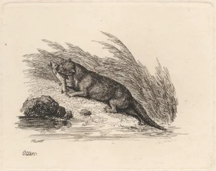 Loutre