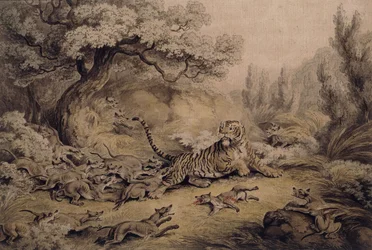 Chiens sauvages attaquant un tigre