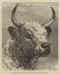 Tête du taureau de Chillingham abattu par le prince de Galles