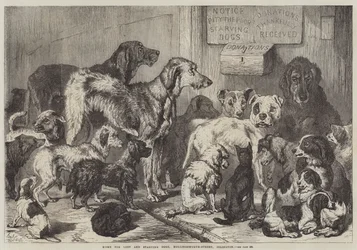 Refuge pour chiens perdus et affamés, rue Hollingsworth, Islington