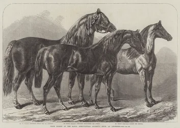 Chevaux primés au salon de la Royal Agricultural Society, à Leicester