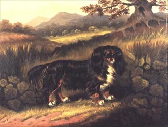 Épagneul King Charles 
