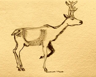 Élégant cerf des bois