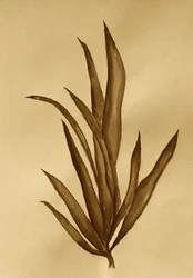Étude botanique en sépia