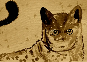 Regard de chat sauvage