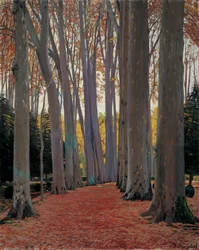 Avenue de platanes